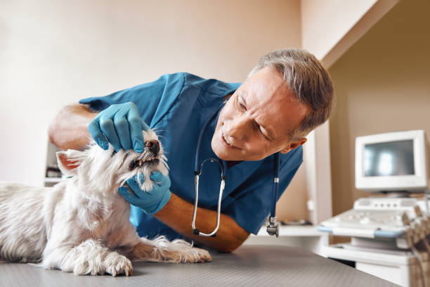 Best Urgent Dental Care in Morrow, OH